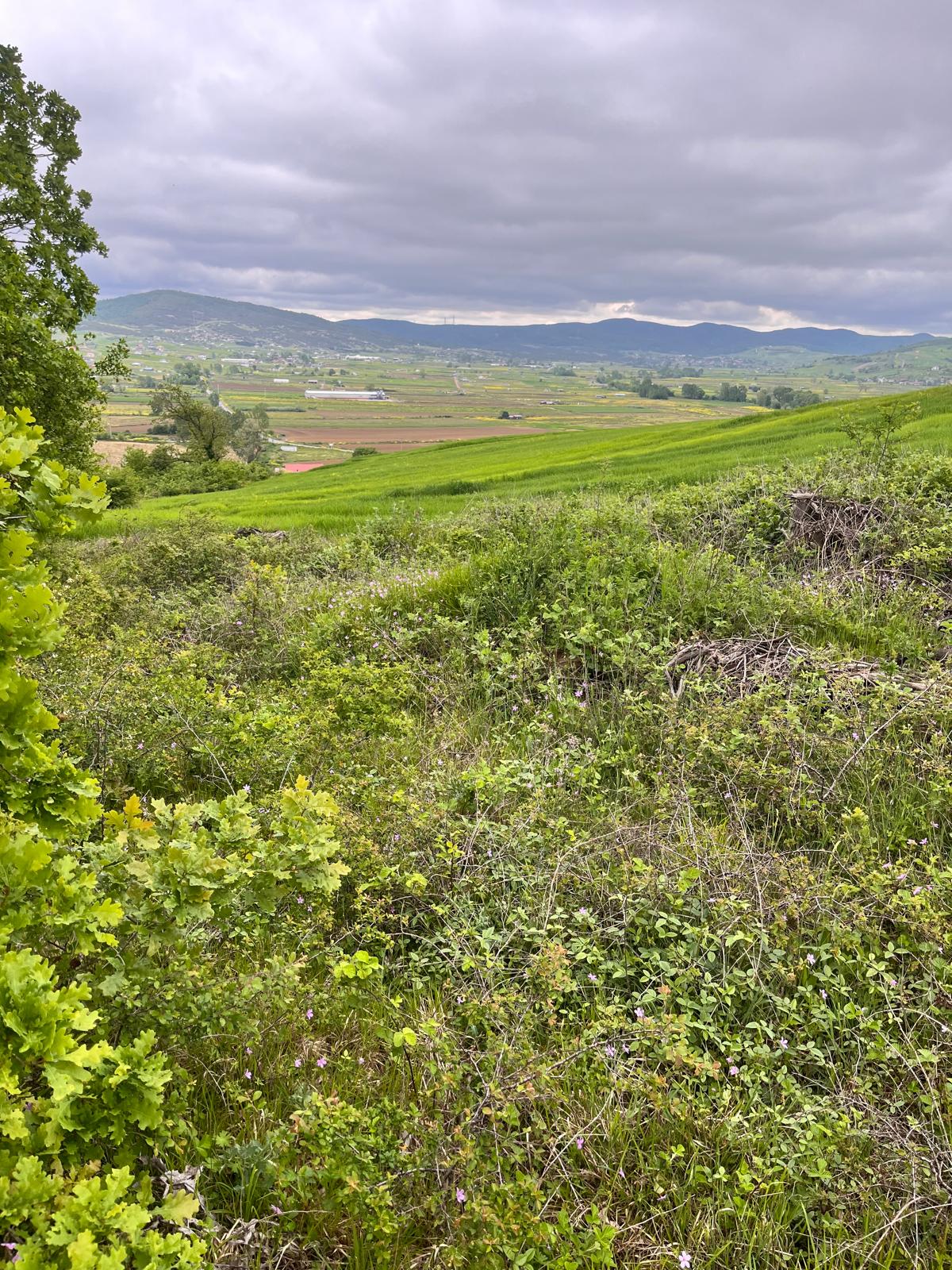 ÇIRAKLIDA SATILIK MANZARALI ÇAPI DÜZGÜN 2633M2 %5 İMARLI TARLA - fotoğraf 1